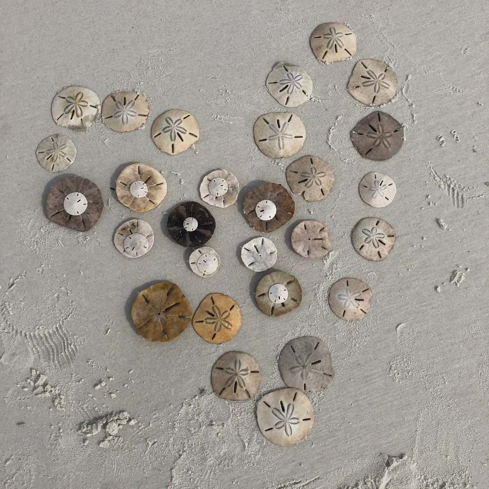 Meet your Posher, Anne